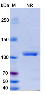 SDS-PAGE for Erfonrilimab Biosimilar - Anti-CD274;CTLA4 mAb